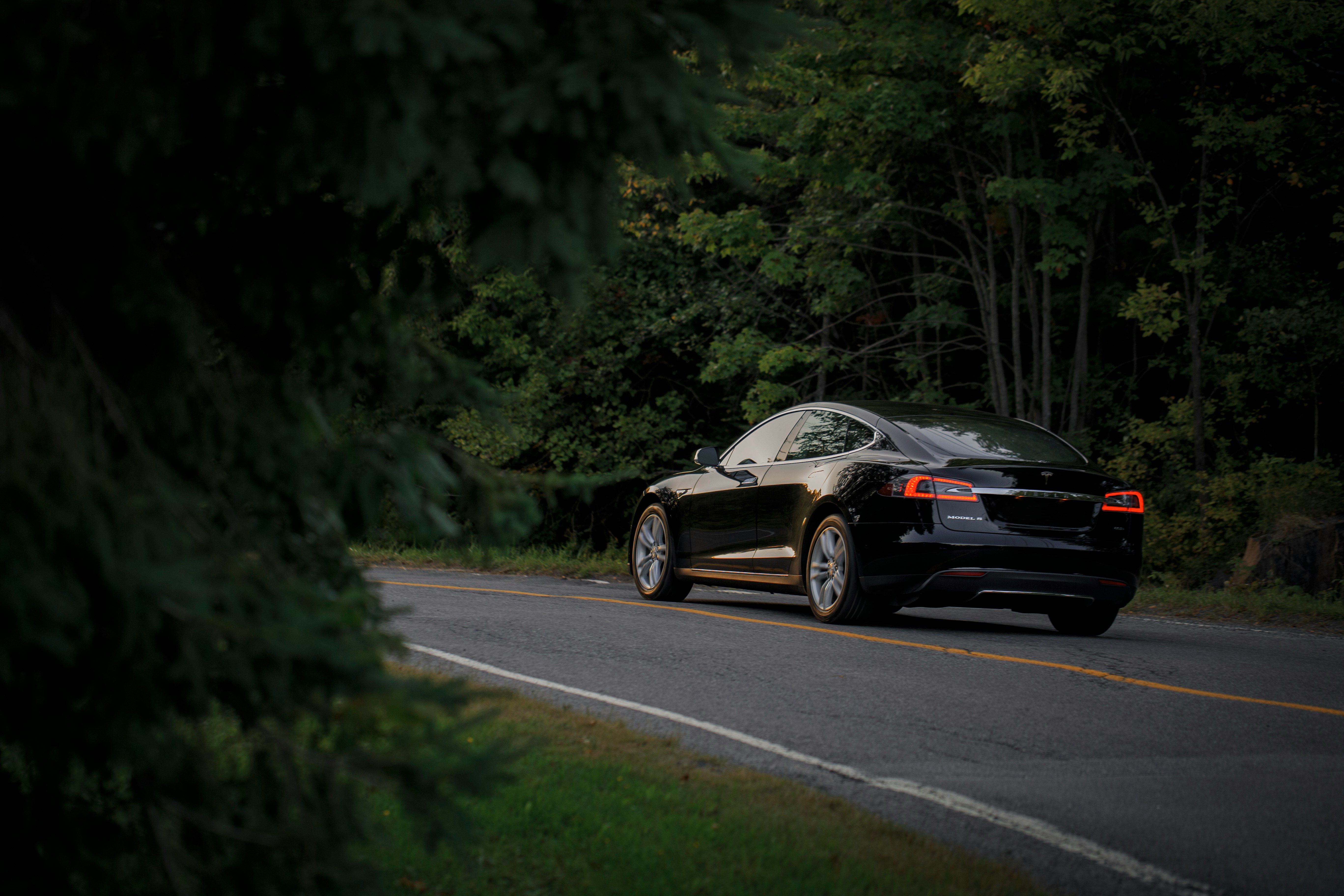 Tesla in a forest